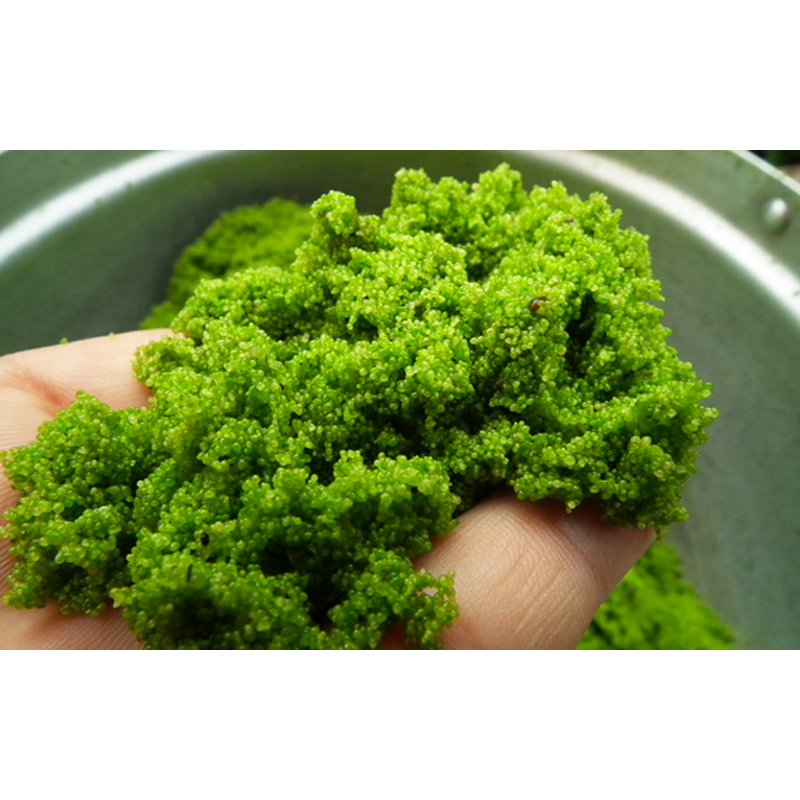 25 gram Wolffia globosa Seed