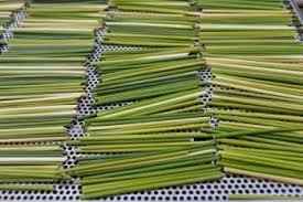 Plant straw 100% natural, eco friendly